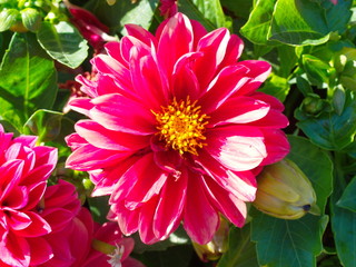 Obraz premium red cosmos flower