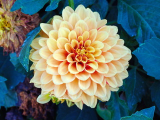 yellow dahlia flower