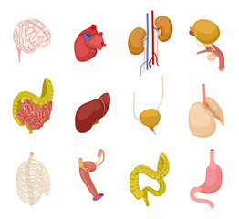 Isometric human organs. Brain heart kidney bladder intestine liver lungs stomach internal organ anatomy vector 3d set. Isometric humans organ stomach and internal system illustration