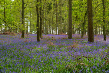 Bluebell Wood, a typical woodland scene in the English countryside in Spring.