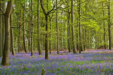 Bluebell Wood, a typical woodland scene in the English countryside in Spring.