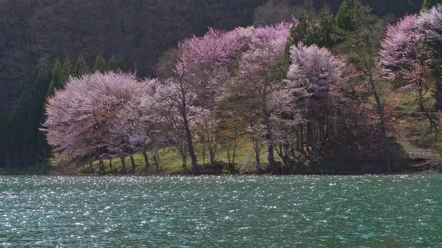 中綱湖の桜と水面が逆光でキラキラ輝く