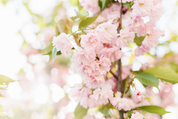 Spring background art with pink blossom.