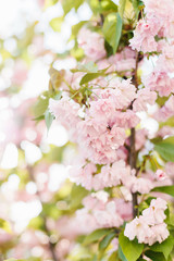 Obraz na płótnie Canvas Spring background art with pink blossom.