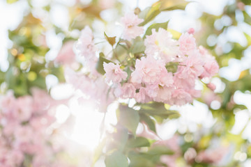 Spring background art with pink blossom.