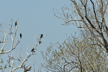 flock of cormorant sitting on a branch dry tree high