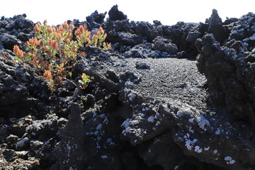 laves de Lanzarote