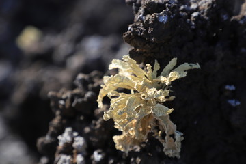 lichen pionnier sur coulée de lave