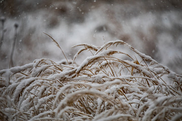 Śnieg © Konrad