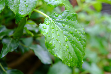 Blätter mit Regentropfen am Morgen 