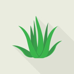 Aloe vera plant icon. Flat illustration of aloe vera plant vector icon for web design