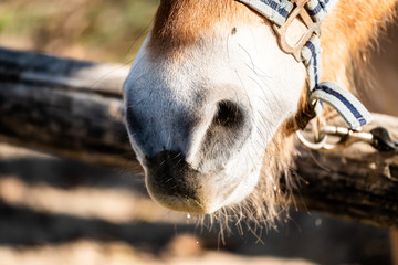 Naseau d'un cheval équipé d'un mors © PicsArt