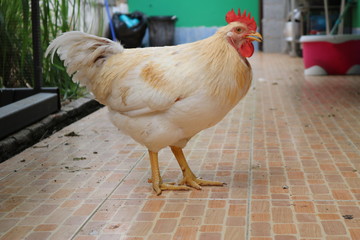 Healthy Chicken hen in home