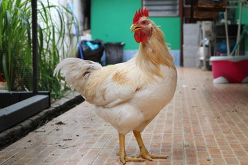 Local Thai chicken hen in a barn