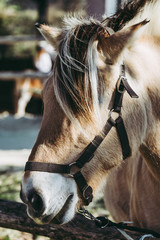 Cheval dans un centre équestre © PicsArt