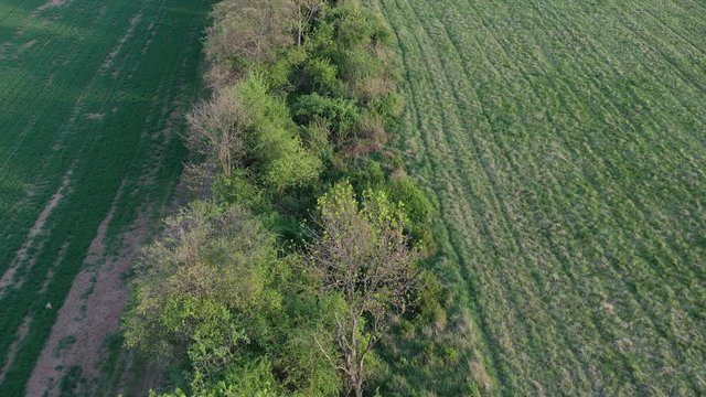 Flyovyer above field balk leading to spring forest, evening sunshine