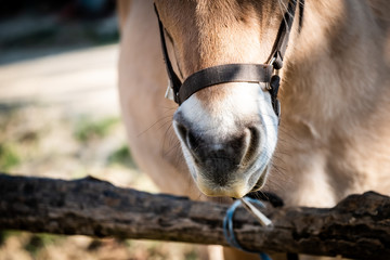 Portrait d'un cheval marron dans un centre équestre © PicsArt