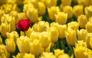 Standing out in the crowd