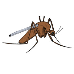  isolated, insect, mosquito on white background