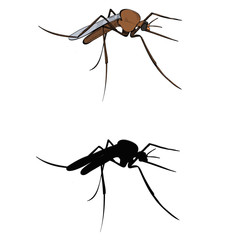 insect, mosquito, pest with silhouette