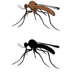 vector, isolated, insect, mosquito, pest with silhouette