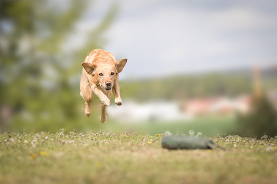 Hund beim Apportieren