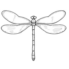isolated, insect, dragonfly sketch and lines