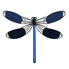 isolated, insect, dragonfly with lines