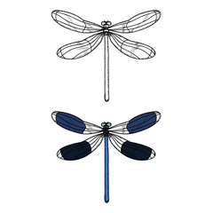 vector, isolated, insect, dragonfly with a sketch, icon