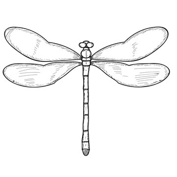 isolated, insect, dragonfly sketch and lines