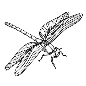 vector, isolated, insect, dragonfly sketch and lines