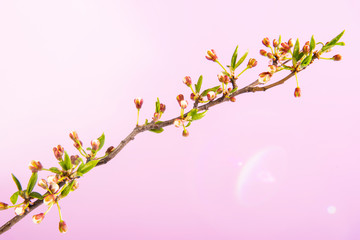 Beautiful gentle spring twigs with white flowers on a pink background top view flat lay with space for text. Greeting card with delicate flowers Pink floral background