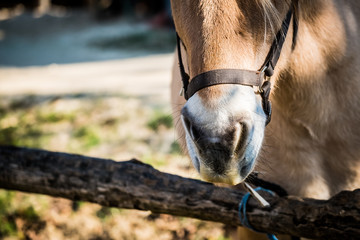 Close up sur les naseaux d'un cheval © PicsArt