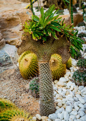 Collection beautiful prickly cacti in the greenhouse