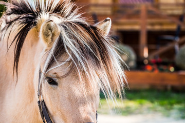 Close up sur l'oeil d'un cheval marron © PicsArt