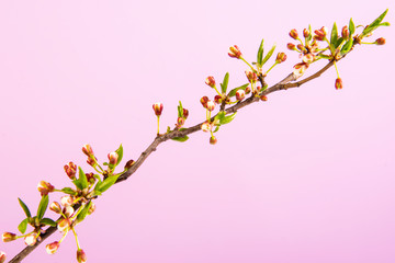 Beautiful gentle spring twigs with white flowers on a pink background top view flat lay with space for text. Greeting card with delicate flowers Pink floral background