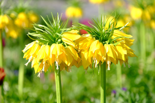 Kaiserkrone in voller Bl&uuml;te