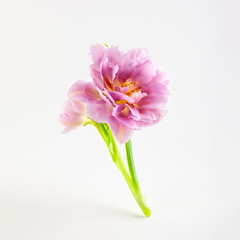 Pink tulip flowers on white background.