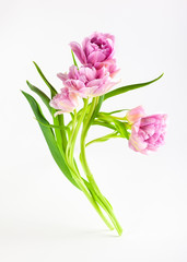 Pink peony tulip flowers on white background.