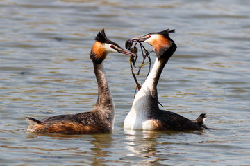 Great crested grebe