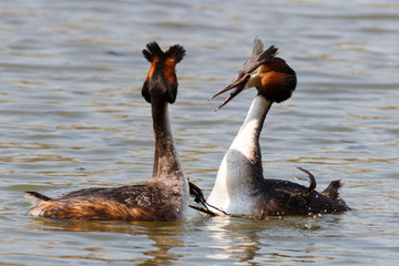 Great crested grebe