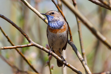 Bluethroat