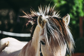 Close up sur l'oeil d'un cheval marron © PicsArt