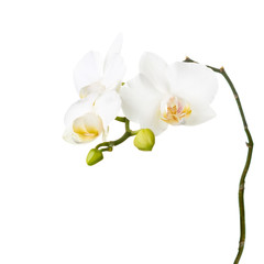 Orchid isolated on white background.