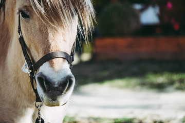 Close up sur les naseaux d'un cheval © PicsArt