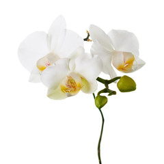 Orchid isolated on white background.