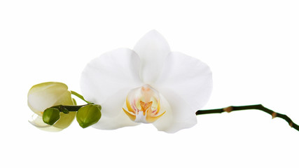 Orchid isolated on white background. © GLandStudio
