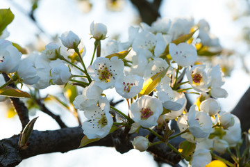 CloseUp of a cherry blossom white flowers