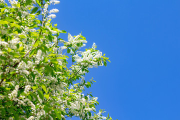 flowering tree with many white small flowers against a blue sky; spring; background; copy space