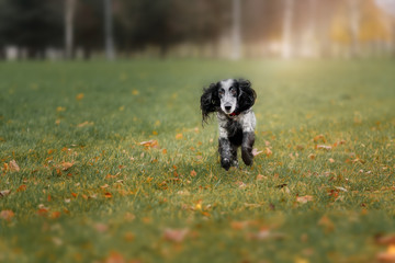Cute Russian spaniel black and white Sits and run and play in a park